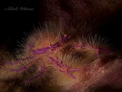 Hairy Squat Lobster.  Taken next to the USAT Liberty wrec... by Richard Witmer 